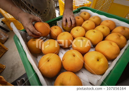 收穫季節在梨園裡將梨子分類 107856164