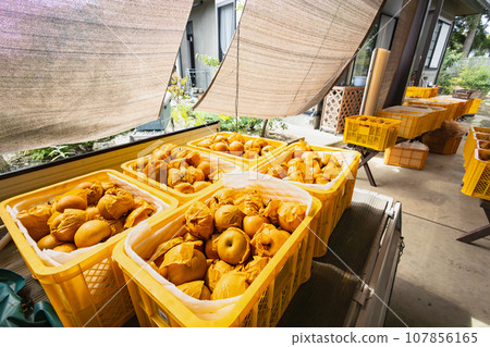 收穫季節在梨園裡將梨子分類 107856165