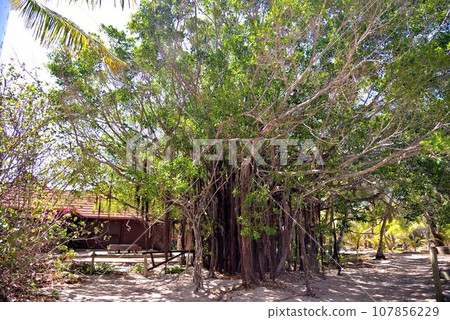 New Caledonia Amedee Island Amedee Island New Caledonia Amedee Island Amedee Island 107856229