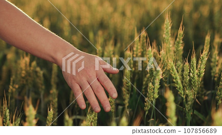 Importance Sustainable Agriculture Exploring Concept Organic Farming From Seed Table Understanding Journey Wheat Food Industry Hands Feed Us Tribute Hardworking Farmers Exploring Golden Fields Walk 107856689