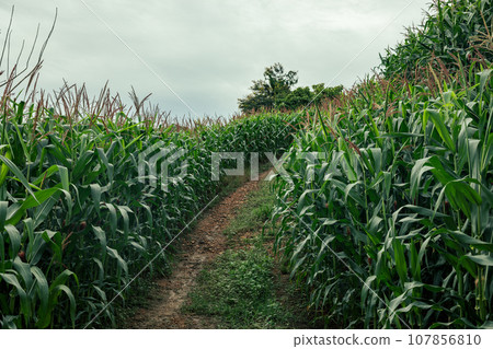 Wide shot of corn field Wide shot of corn field 107856810