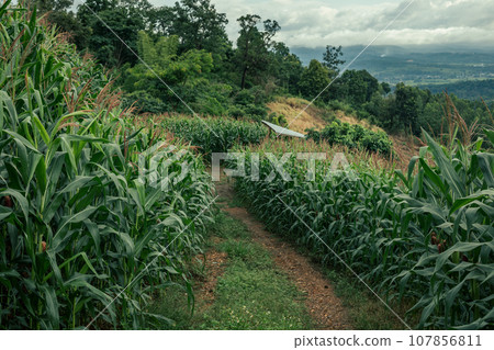 Wide shot of corn field 107856811