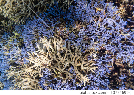 沖繩照片 宮古島 大神島周圍的藍色珊瑚礁 107856904