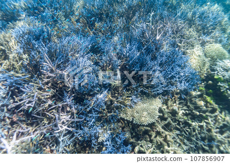 Okinawa Photo Miyako Island Blue coral reefs around Ogami Island 107856907