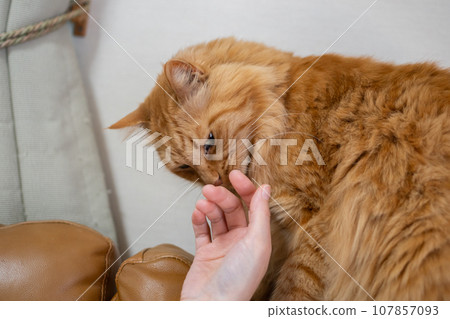 A tea tabby cat stroking a cat 107857093