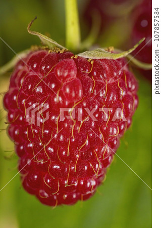 red raspberries close up red raspberries close up 107857584