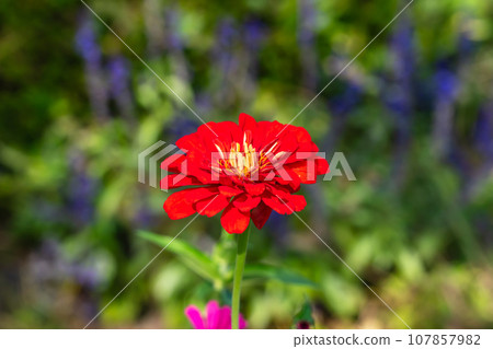 秋天盛開的大麗花 秋天盛開的大麗花 107857982