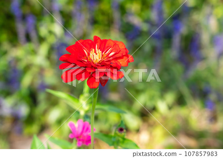 秋天盛開的大麗花 107857983