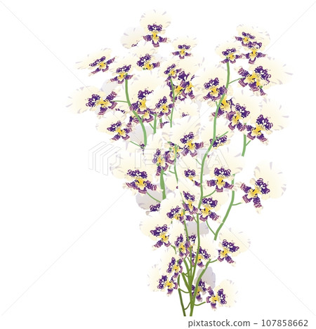 文心蘭花束6 文心蘭花束6 107858662