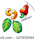 Hand Drawn Cashew 107858994