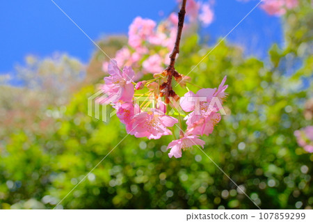 Beautiful pink Kawazu cherry blossoms Beautiful pink Kawazu cherry blossoms 107859299