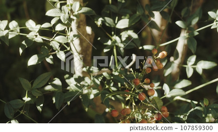 Autumn plants Autumn plants 107859300
