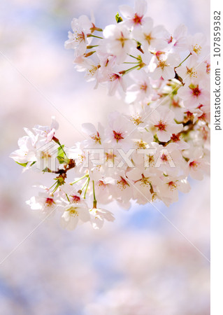 春天風景櫻花 107859382