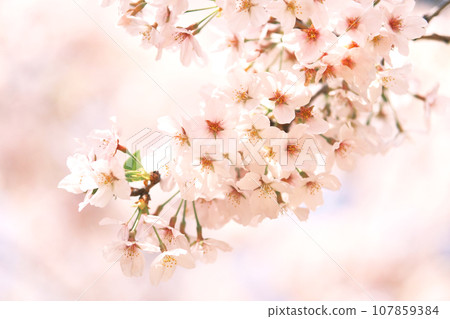 春天風景櫻花 春天風景櫻花 107859384