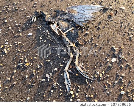 海鷗死在海灘上 107859636