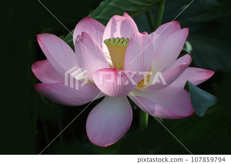 Oga lotus of the hill of Minori Oga lotus of the hill of Minori 107859794