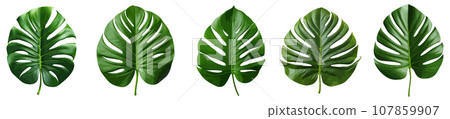 Green jungle leaf vector set isolated on white Green jungle leaf vector set isolated on white 107859907