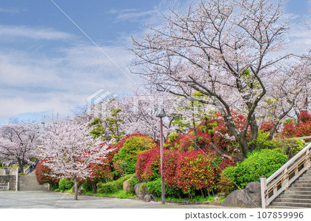 Sakura in full bloom at Asukayama Park, Tokyo Sakura in full bloom at Asukayama Park, Tokyo 107859996
