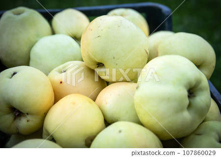 Close up of green apples in a box, healthy fruits for nutrition Close up of green apples in a box, healthy fruits for nutrition 107860029