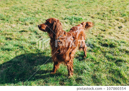 Cute Irish setter dog resting on green grass in the setting sun. Walk the dog in the summer in the park. 107860354