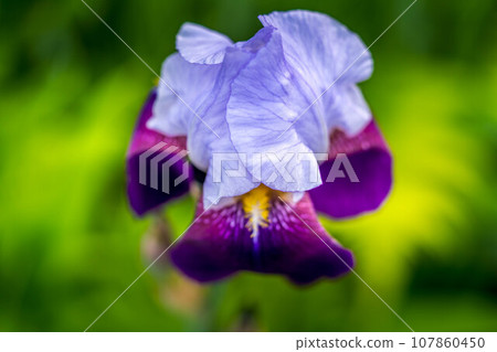 close-up irises close-up irises 107860450