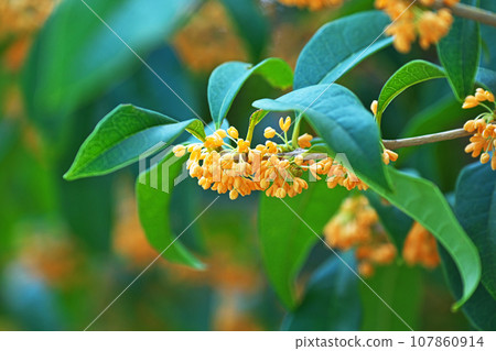 Orange osmanthus flower (autumn, October) Orange osmanthus flower (autumn, October) 107860914