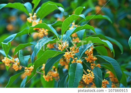 Orange osmanthus flower (autumn, October) 107860915