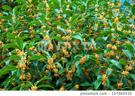 Orange osmanthus flower (autumn, October) 107860916