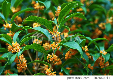 Orange osmanthus flower (autumn, October) 107860917