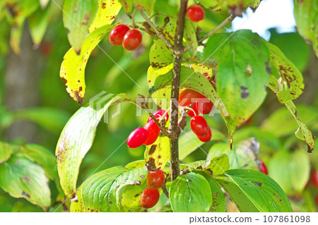 紅茱萸果（秋季、十月） 107861098