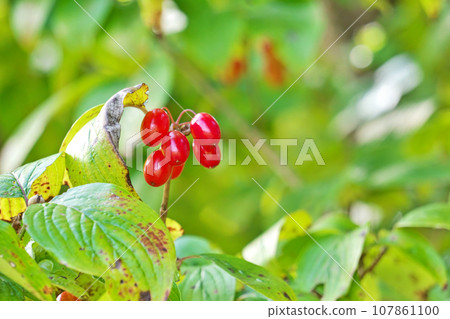 紅茱萸果(秋季、十月) 紅茱萸果(秋季、十月) 107861100