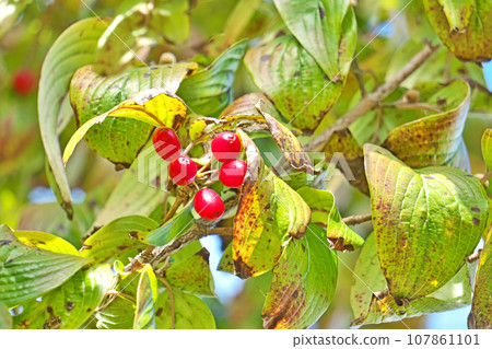紅茱萸果（秋季、十月） 107861101