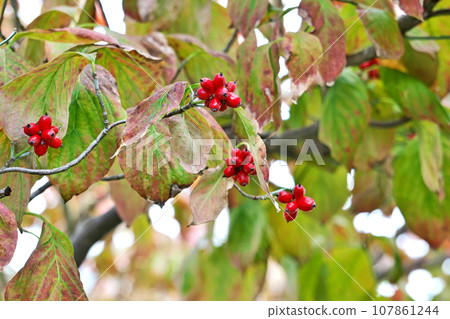 紅山茱萸漿果(秋季,十月) 紅山茱萸漿果(秋季,十月) 107861244