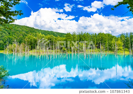 夏天北海道美瑛/富良野的藍色池塘 107861343