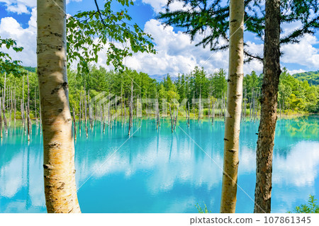 Blue pond in Biei/Furano, Hokkaido in summer 107861345