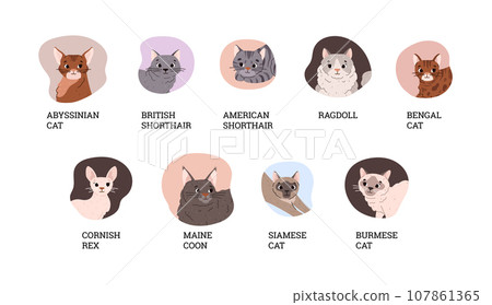 Set of various cat breeds flat style, vector illustration. Cute smiling pets in different poses 107861365