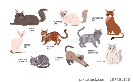 Set of isolated vector sitting or lying cute cartoon cats, British shorthair, Cornish rex and other exotic breeds 107861366