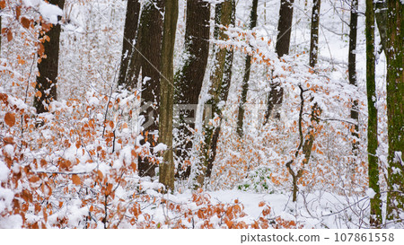 orange foliage on the branch in show. winter scenery in the forest. beautiful nature background in white season 107861558