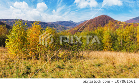 trees in colorful foliage on the grassy hill. beautiful autumn landscape in mountains on a sunny day. carpathian countryside in fall season trees in colorful foliage on the grassy hill. beautiful autumn landscape in mountains on a sunny day. carpathian countryside in fall season 107861561