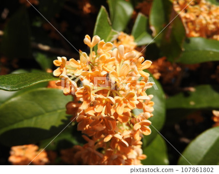 桂花盛開 107861802