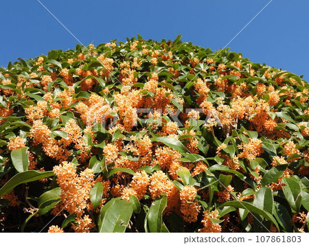 桂花盛開 107861803