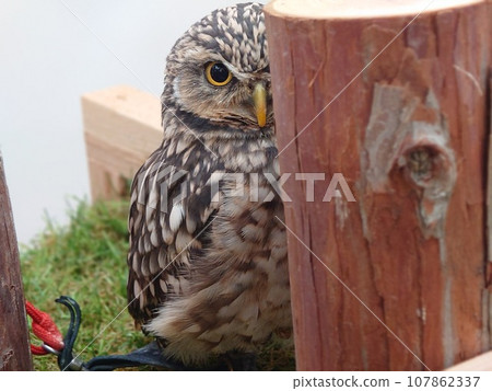 貓頭鷹試圖隱藏 107862337