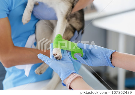 Veterinarian put bandage on dogs paw for recovery, ache paw of domestic animal Veterinarian put bandage on dogs paw for recovery, ache paw of domestic animal 107862489
