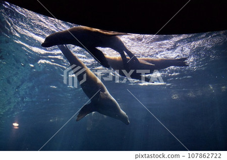 California sea lion at Kaiyukan (Osaka) 107862722