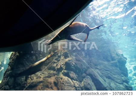 California sea lion at Kaiyukan (Osaka) 107862723