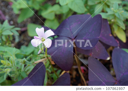Oxalis · Trian Gulis 107862807