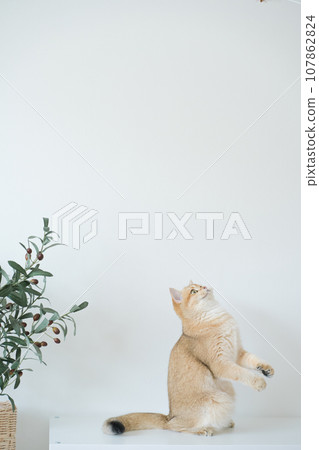 gold british cat kitten stand and play with feeling fun in living room gold british cat kitten stand and play with feeling fun in living room 107862824