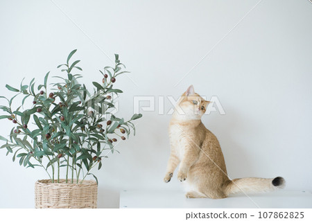 gold british cat kitten stand and play with feeling fun in living room gold british cat kitten stand and play with feeling fun in living room 107862825