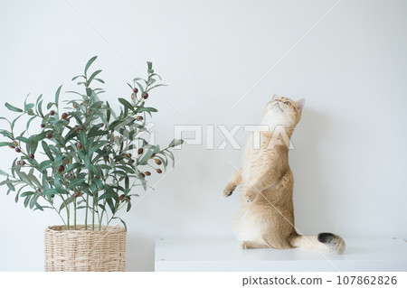 gold british cat kitten stand and play with feeling fun in living room gold british cat kitten stand and play with feeling fun in living room 107862826