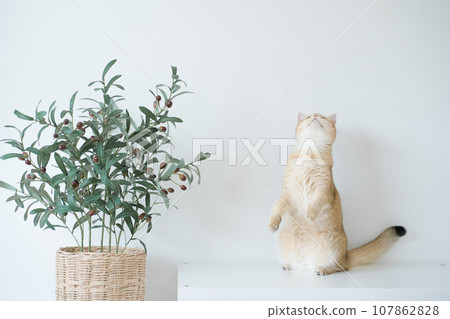 gold british cat kitten stand and play with feeling fun in living room gold british cat kitten stand and play with feeling fun in living room 107862828